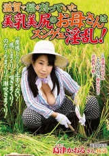 滋賀で稲を刈っていた美乳美尻のお母さんはスンゲェ淫乱！ 島津かおる パッケージ画像